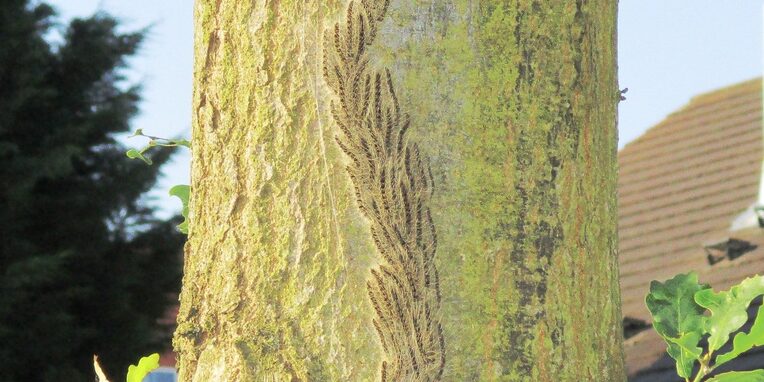 Eichenprozessionsspinner am Baum